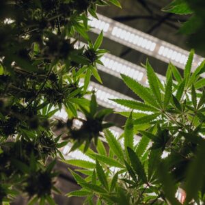Cannabisblüte Knospe Nahaufnahme – legal in Deutschland