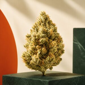 Goldgrüne aromatische Cannabinoid-Blüte auf dunkelgrünem Stein